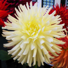 Dahlia ' LIANNA SYBELDON '  (M.C.)  Jacenko  USA  2022  Washington State Show, USA 2022  (David Brown)